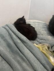 Lost Unknown Cat last seen otter st and lindon st, Bristol, PA 19007
