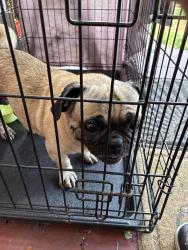 Found/Stray Male Dog last seen Roosevelt elementary, San Bernardino, CA 92411