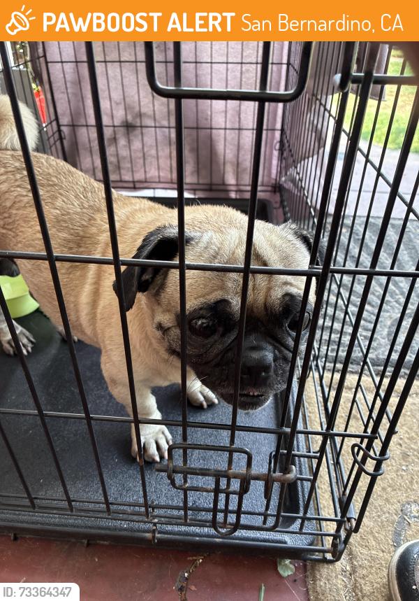 Found/Stray Male Dog last seen Roosevelt elementary, San Bernardino, CA 92411