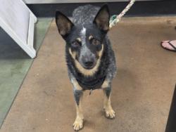 Shelter Stray Female Dog last seen , 14409 Vanowen St, Van Nuys, CA 91405, USA