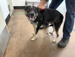 Shelter Stray Unknown Dog last seen , 14409 Vanowen St, Van Nuys, CA 91405, USA