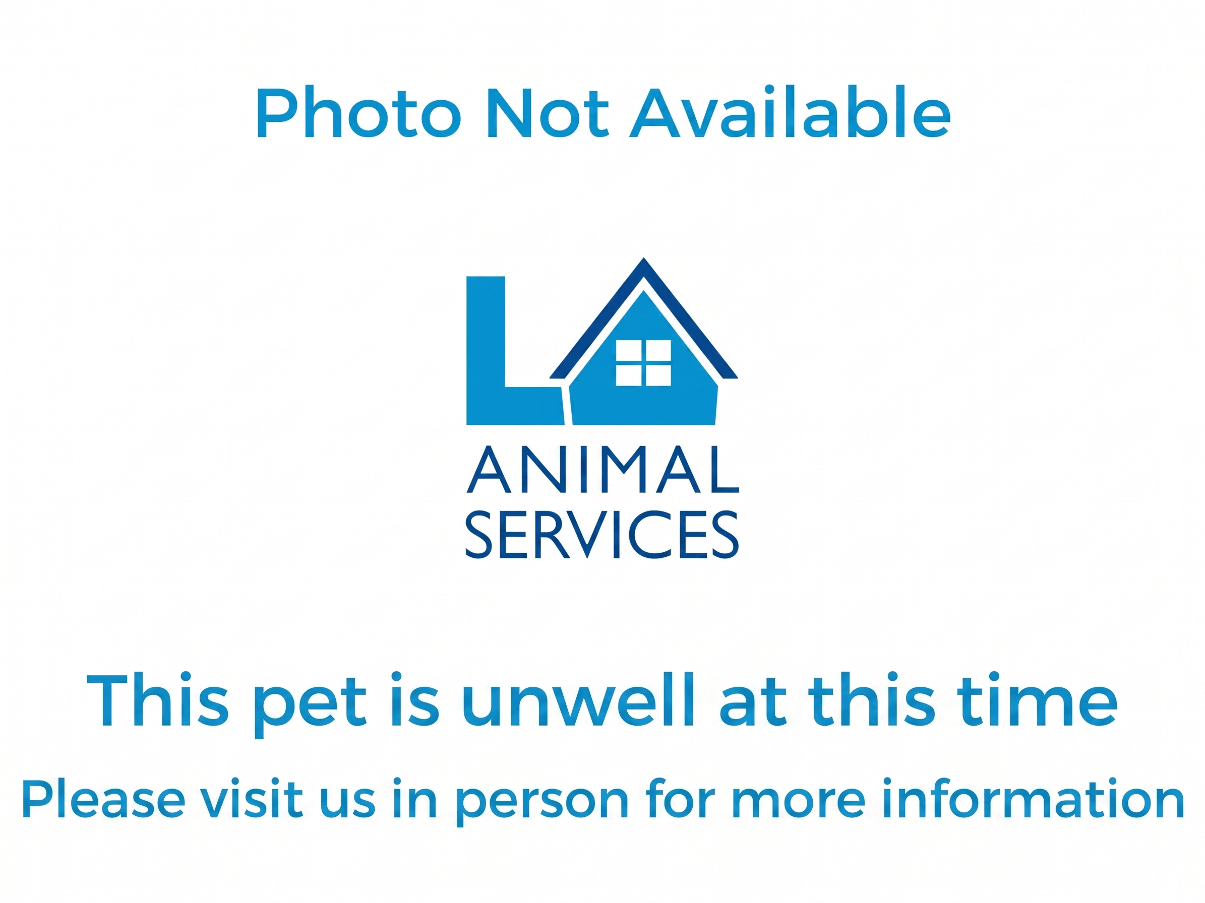 Shelter Stray Male Dog last seen , 14409 Vanowen St, Van Nuys, CA 91405, USA