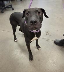 Shelter Stray Female Dog last seen Near BLOCK FREEWAY AND 35TH AVE, 2500 S 27th Ave, Phoenix, AZ 85009, USA