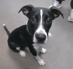 Shelter Stray Female Dog last seen 74TH LN AND SOPHIE LN, 2500 S 27th Ave, Phoenix, AZ 85009, USA