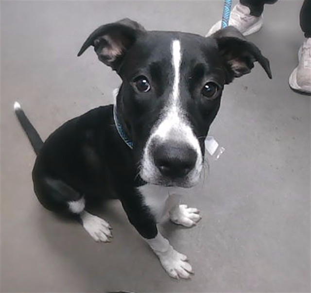Shelter Stray Female Dog last seen 74TH LN AND SOPHIE LN, 2500 S 27th Ave, Phoenix, AZ 85009, USA