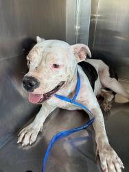 Shelter Stray Female Dog last seen SOUTHERN AVE AND 32ND ST, 2500 S 27th Ave, Phoenix, AZ 85009, USA