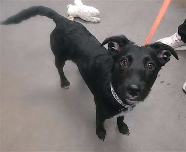 Shelter Stray Female Dog last seen GRAND AVE AND PEORIA AVE, 2500 S 27th Ave, Phoenix, AZ 85009, USA