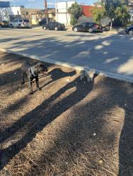 Found/Stray Unknown Dog last seen 110st and Vermont, Los Angeles, CA 90044