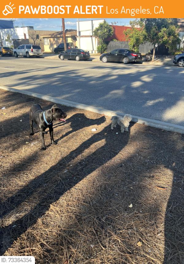 Found/Stray Unknown Dog last seen 110st and Vermont, Los Angeles, CA 90044