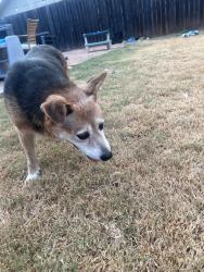 Reunited Unknown Dog last seen Glenwood Dr by back parking lot of River Oaks, Abilene, TX 79605