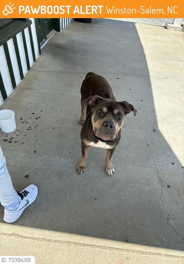 Found/Stray Male Dog last seen Pulliam hotdogs, Winston-Salem, NC 27105