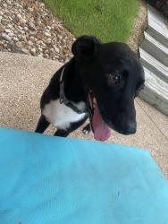 Reunited Male Dog last seen Wayside Drive & Esther Blvd, Bryan, TX 77802