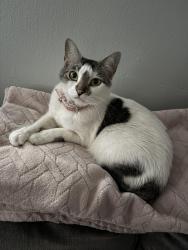 Lost Female Cat last seen Capitano st and hannaway dr/ riverview dr / 301, Riverview, FL 33578