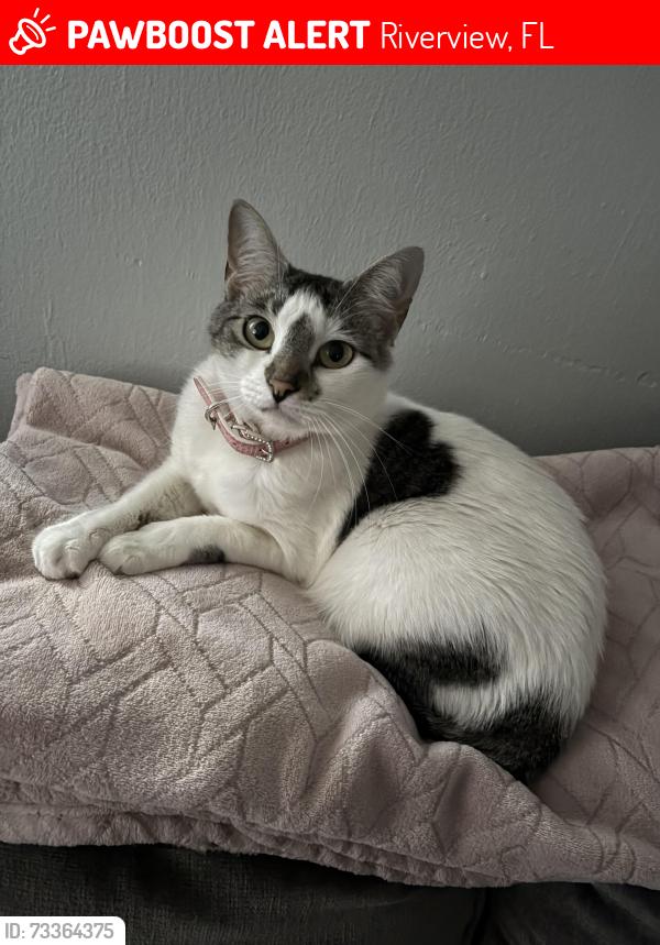 Lost Female Cat last seen Capitano st and hannaway dr/ riverview dr / 301, Riverview, FL 33578