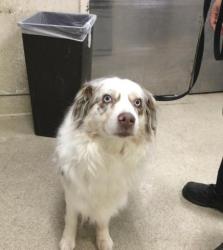 Shelter Stray Female Dog last seen Near BLOCK RAINTREE AVE, RIVERSIDE, CA, 6851 Van Buren Boulevard, Jurupa Valley, CA 92509, USA