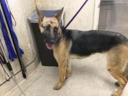 Shelter Stray Female Dog last seen Near BLOCK KEY LIME BL, RIVERSIDE, CA, 6851 Van Buren Boulevard, Jurupa Valley, CA 92509, USA