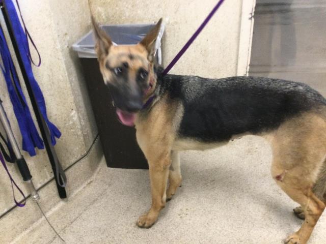 Shelter Stray Female Dog last seen Near BLOCK KEY LIME BL, RIVERSIDE, CA, 6851 Van Buren Boulevard, Jurupa Valley, CA 92509, USA