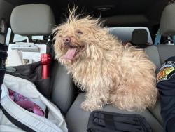 Shelter Stray Male Dog last seen Near BLOCK PIERCE ST, RIVERSIDE, CA, 6851 Van Buren Boulevard, Jurupa Valley, CA 92509, USA