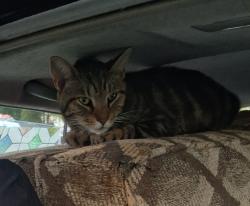 Reunited Female Cat last seen off payback at end of culdisac,close to carriage ln & edge hill rd.on each side,or up hill to henkect, Woodcliff Lake, NJ 07677
