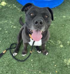 Shelter Stray Female Dog last seen , 3201 Lacy St, Los Angeles, CA 90031, USA