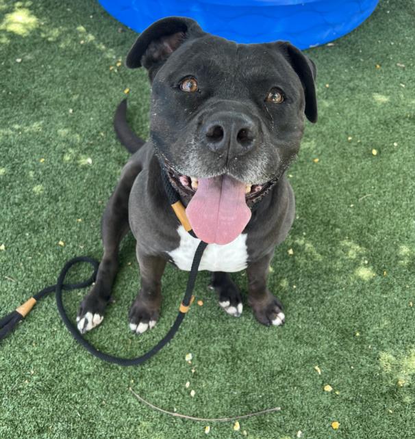 Shelter Stray Female Dog last seen , 3201 Lacy St, Los Angeles, CA 90031, USA