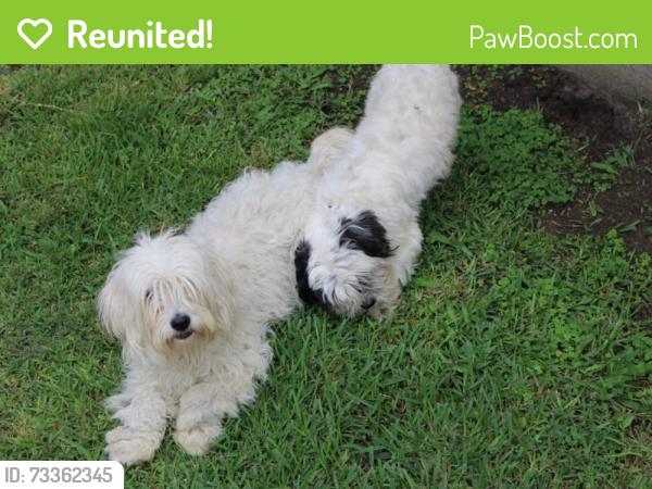 Reunited Unknown Dog last seen Near Mister car wash by Wallisville rd and black rock st, Houston, TX 77015
