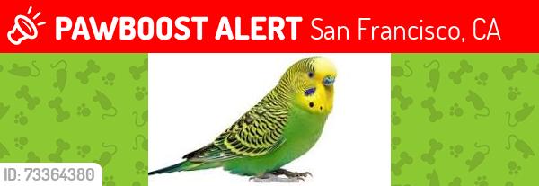 Lost Male Bird last seen golden gate park, San Francisco, CA 94116