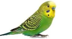 Lost Male Bird last seen golden gate park, San Francisco, CA 94116