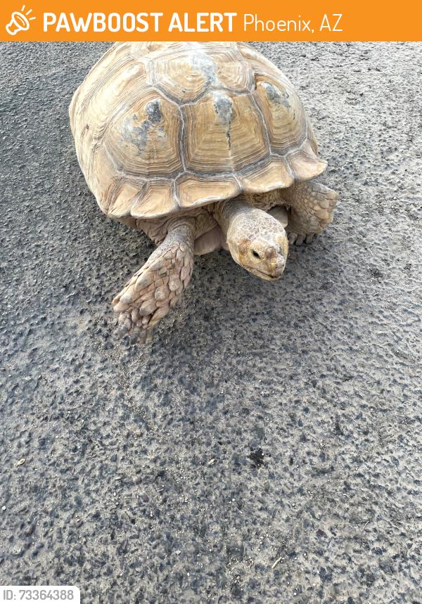 Found/Stray Unknown Reptile last seen N. 47th Ave/W Saguaro Park, Glendale, AZ 85310
