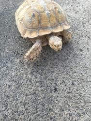 Found/Stray Unknown Reptile last seen N. 47th Ave/W Saguaro Park, Glendale, AZ 85310
