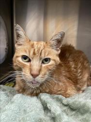 Shelter Stray Male Cat last seen , 3201 Lacy St, Los Angeles, CA 90031, USA