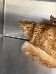 Shelter Stray Male Cat last seen , 3201 Lacy St, Los Angeles, CA 90031, USA