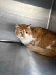 Shelter Stray Male Cat last seen , 3201 Lacy St, Los Angeles, CA 90031, USA