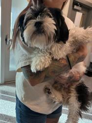 Shelter Stray Male Dog last seen E 96TH DR, 12155 Park Blvd, Brighton, CO 80601, USA