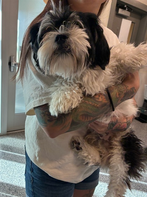 Shelter Stray Male Dog last seen E 96TH DR, 12155 Park Blvd, Brighton, CO 80601, USA