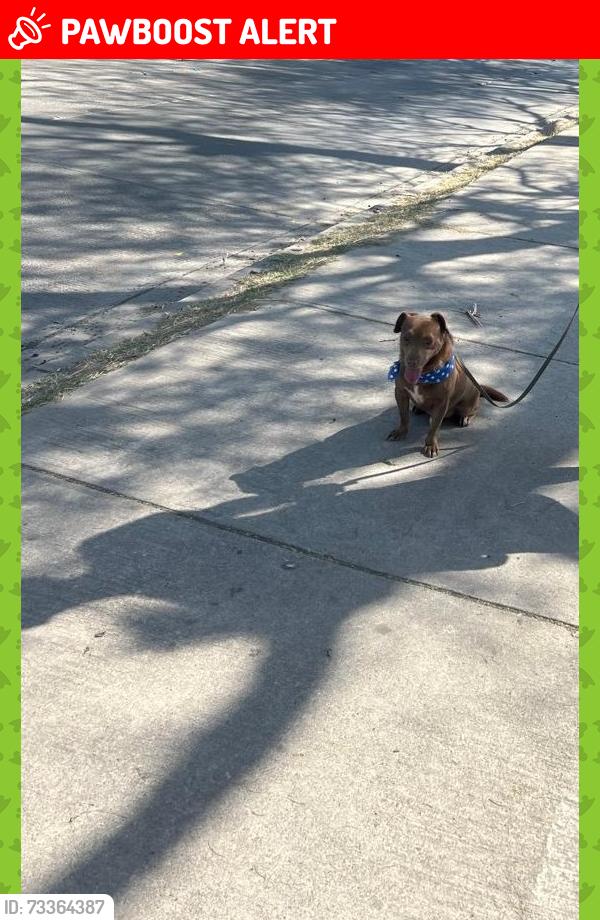 Lost Male Dog last seen Avenida número 90 santa maría tequepexpan, San Pedro Tlaquepaque, Jal. 