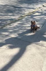 Lost Male Dog last seen Avenida número 90 santa maría tequepexpan, San Pedro Tlaquepaque, Jal. 
