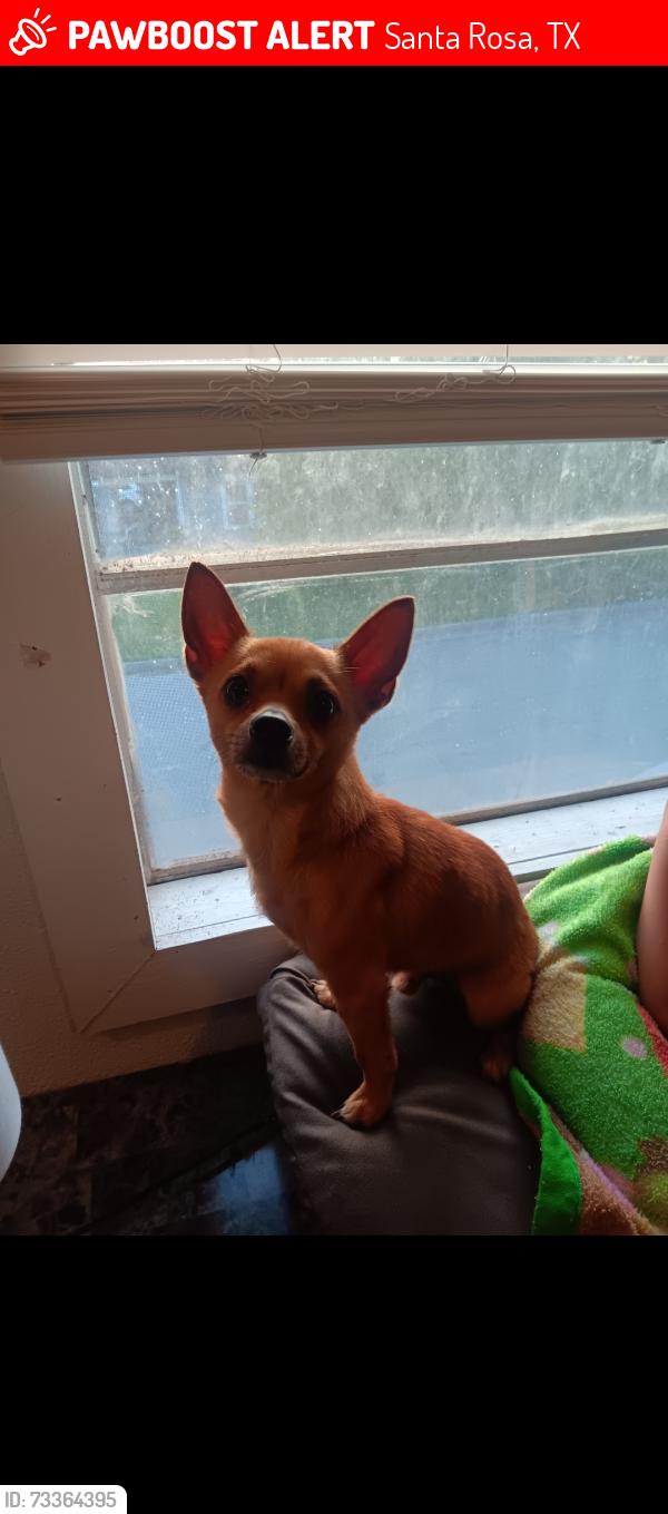 Lost Male Dog last seen Near Kansas City rd, Santa Rosa, TX 78593