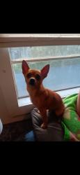 Lost Male Dog last seen Near Kansas City rd, Santa Rosa, TX 78593