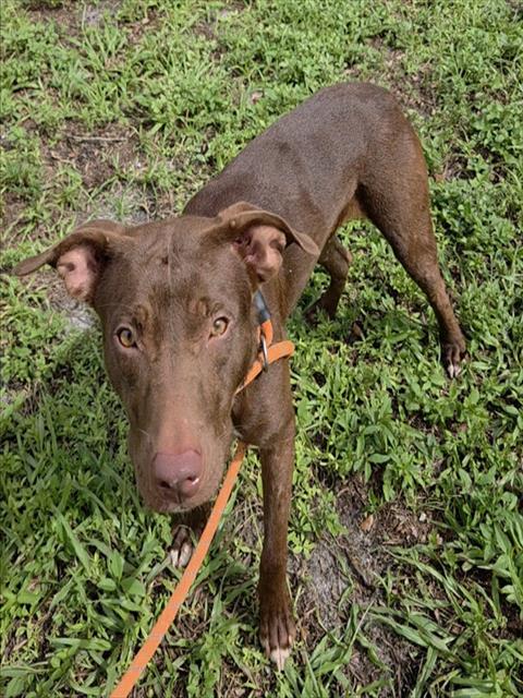 Shelter Stray Female Dog last seen Near BLOCK PHIPPEN WAITERS RD, DANIA FL 33004, 2400 SW 42nd St, Fort Lauderdale, FL 33312, USA