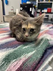 Shelter Stray Female Cat last seen Near BLOCK OVERLOOK DR, TALLAHASSEE FL 32311, 1125 Easterwood Dr, Tallahassee, FL 32311, USA