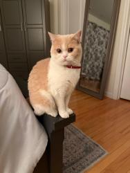 Reunited Female Cat last seen Rose Pl, Woodland Park, NJ 07424