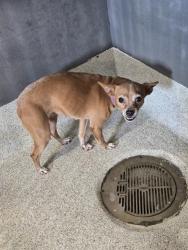 Shelter Stray Female Dog last seen Near BLOCK SIR RICHARD RD, TALLAHASSEE FL 32310, 1125 Easterwood Dr, Tallahassee, FL 32311, USA