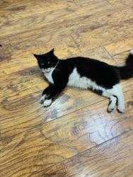 Lost Male Cat last seen Alison y Kirk rd, Palm Beach County, FL 33461