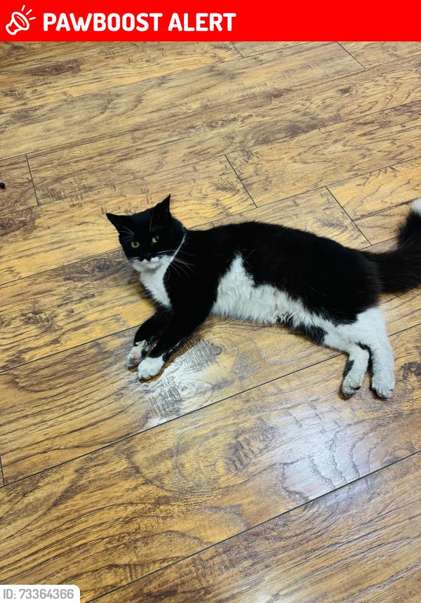 Lost Male Cat last seen Alison y Kirk rd, Palm Beach County, FL 33461