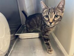 Shelter Stray Male Cat last seen Near BLOCK N NEVADA AVE, COLORADO SPRINGS CO 80918, 610 Abbot Ln, Colorado Springs, CO 80905, USA
