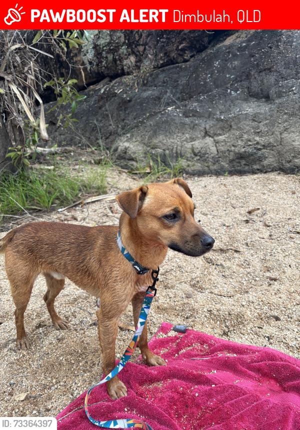 Lost Female Dog last seen Soccer club, Dimbulah, QLD 4872