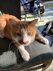Lost Male Cat last seen Near Allende Dr and Castroville, San Antonio, TX 78237