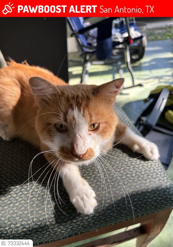 Lost Male Cat last seen Near Allende Dr and Castroville, San Antonio, TX 78237
