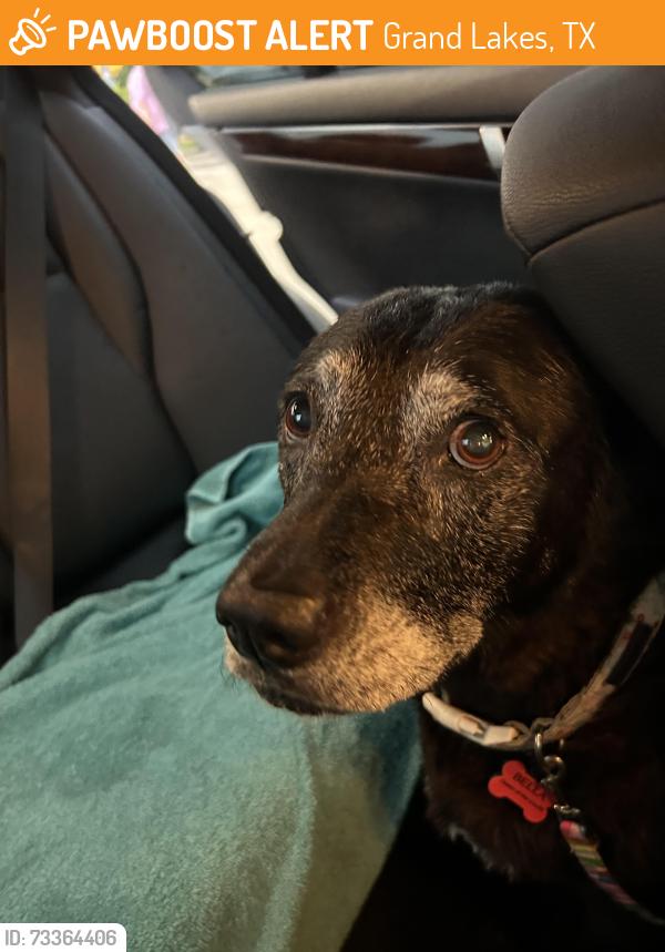 Found/Stray Female Dog last seen Rainwood, Grand Lakes, TX 77450